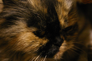 micia