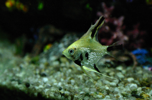 pesce