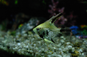 pesce combattente