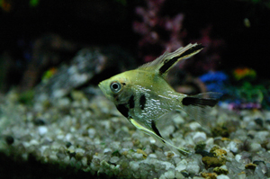 pesce