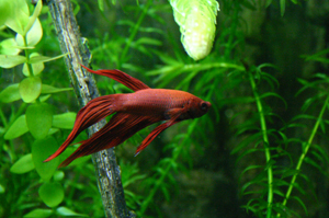 pesce combattente