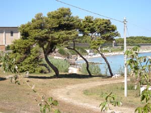 Pianosa