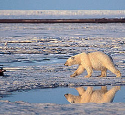 Orso Artico